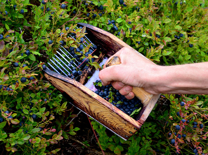w_BlueBerry_Picking_GettyImages-1410256246_700x700